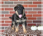 Small German Shepherd Dog