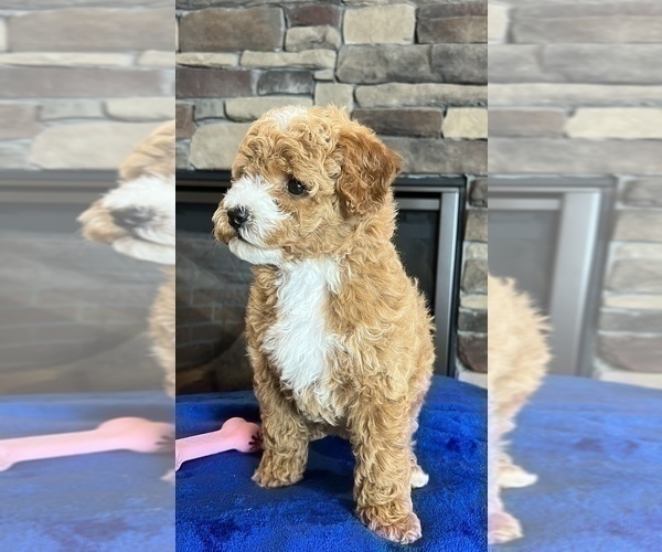 Medium Photo #4 Goldendoodle (Miniature) Puppy For Sale in NOBLESVILLE, IN, USA