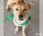 Small #3 Labrador Retriever Mix