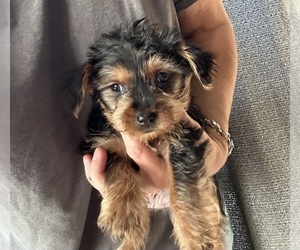 YorkiePoo Puppy for sale in VIRGINIA BEACH, VA, USA