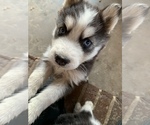 Small Photo #2 Siberian Husky Puppy For Sale in BROXTON, GA, USA