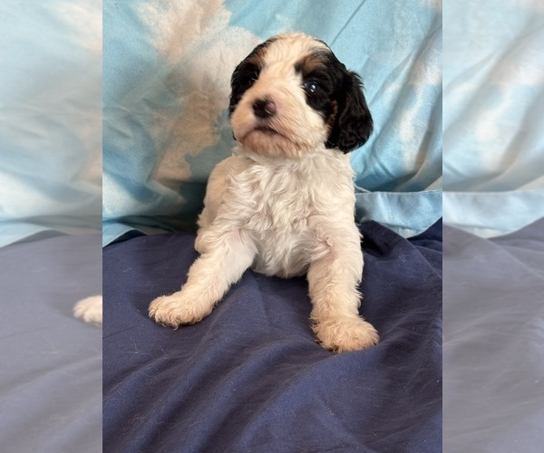 Medium Photo #4 Bernedoodle (Miniature) Puppy For Sale in LONGMONT, CO, USA