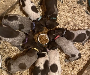 German Shorthaired Pointer Puppy for sale in POWHATAN, VA, USA