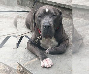 American Staffordshire Terrier-Unknown Mix Dogs for adoption in Brewster, NY, USA