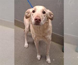 Labrador Retriever-Unknown Mix Dogs for adoption in Las Vegas, NV, USA