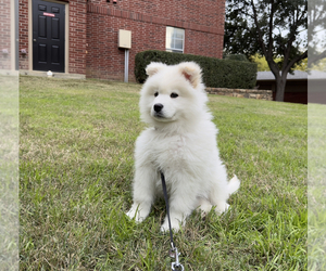 Samoyed Puppy for sale in LEWISVILLE, TX, USA