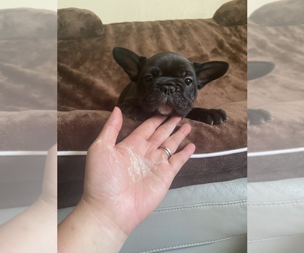Medium Photo #9 French Bulldog Puppy For Sale in CLEVELAND, NC, USA