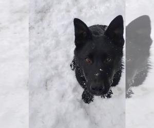 German Shepherd Dog Puppy for sale in USK, WA, USA