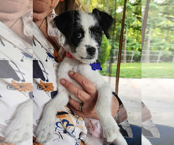 Medium Photo #2 Poodle (Miniature)-Unknown Mix Puppy For Sale in Cookeville, TN, USA
