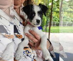 Small #1 Poodle (Miniature) Mix
