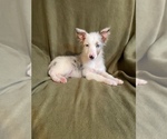 Small Photo #1 Australian Shepherd Puppy For Sale in LAKELAND, FL, USA