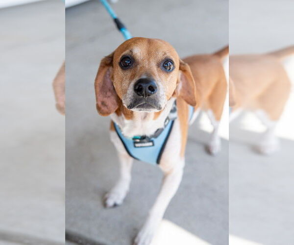 Medium Photo #5 Beagle-Unknown Mix Puppy For Sale in Mundelein, IL, USA