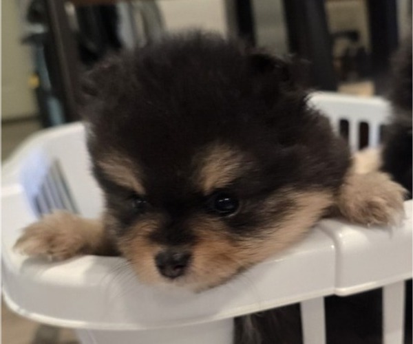 Medium Photo #10 Pomeranian Puppy For Sale in MENIFEE, CA, USA