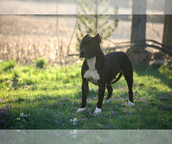 Medium Photo #1 American Staffordshire Terrier Puppy For Sale in STOCKBRIDGE, MI, USA