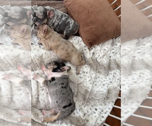 French Bulldog Litter for sale in BLOOMINGTON, IN, USA