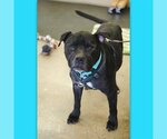 Small #14 American Pit Bull Terrier