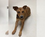 Small #3 Mutt