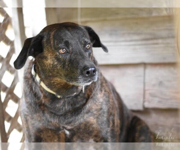 Medium Photo #2 Plott Hound-Unknown Mix Puppy For Sale in Brewster, NY, USA