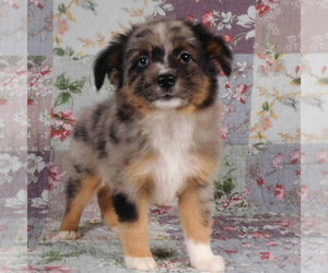 Miniature Australian Shepherd Puppy for sale in HARRISON, OH, USA