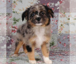 Image preview for Ad Listing. Nickname: Reeses