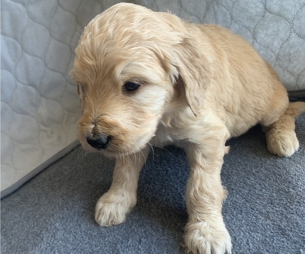 Medium Photo #4 Goldendoodle Puppy For Sale in CALIMESA, CA, USA