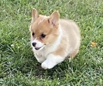 Small #2 Pembroke Welsh Corgi