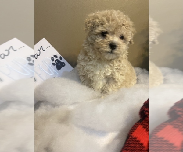 Medium Photo #5 Poochon Puppy For Sale in PRINCETON, KY, USA