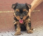 Small Photo #1 Yorkshire Terrier Puppy For Sale in HOUSTON, TX, USA