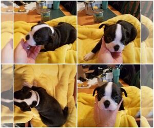 Boston Terrier Puppy for sale in ROLLA, MO, USA