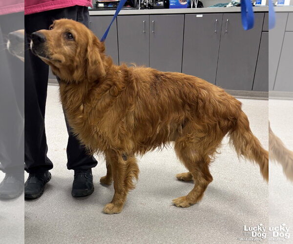 Medium Photo #2 Golden Retriever-Unknown Mix Puppy For Sale in Washington, DC, USA