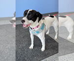 Small #6 Jack Russell Terrier-Pointer Mix