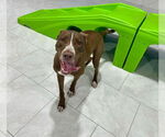 Small #9 American Pit Bull Terrier-Huskies  Mix