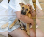 Small #3 Mutt