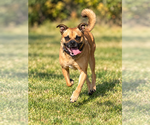 Small Photo #6 Pug-Unknown Mix Puppy For Sale in Bellingham, WA, USA