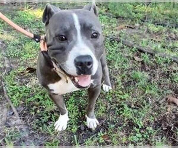 Medium Photo #1 American Staffordshire Terrier Puppy For Sale in Fort Lauderdale, FL, USA