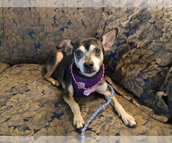 Medium Photo #2 Chipin Puppy For Sale in Martinez, CA, USA