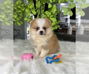 Pomeranian Puppy for sale in GREENWOOD, IN, USA