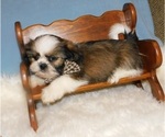 Small Photo #2 Shih Tzu Puppy For Sale in WARRENSBURG, MO, USA