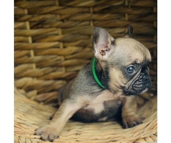 Medium Photo #10 French Bulldog Puppy For Sale in BAKERSFIELD, CA, USA