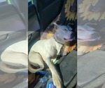 Small Photo #10 Mutt Puppy For Sale in Rustburg, VA, USA