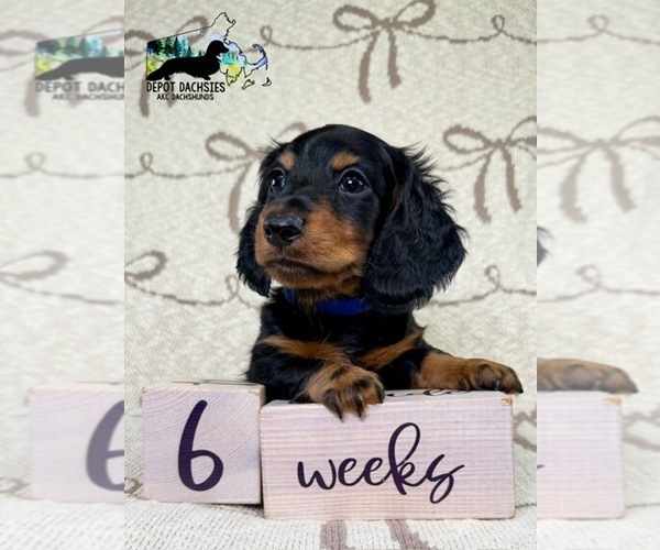 Medium Photo #4 Dachshund Puppy For Sale in SOUTH EASTON, MA, USA