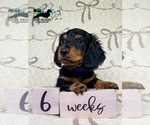Small #3 Dachshund