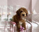 Small #9 Goldendoodle (Miniature)