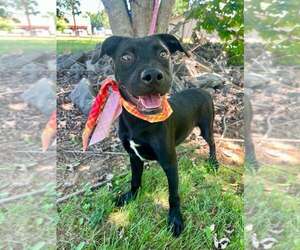 Chex - Male Mutt Dog for Adoption - Photo #5