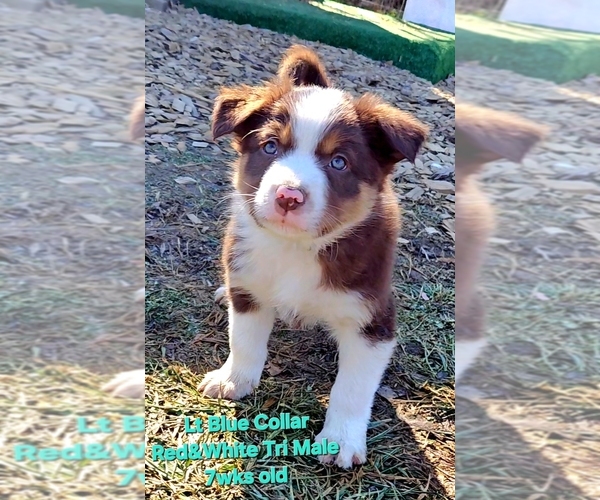 Medium Photo #85 Border Collie Puppy For Sale in BYBEE, TN, USA