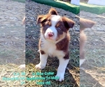 Small Photo #85 Border Collie Puppy For Sale in BYBEE, TN, USA