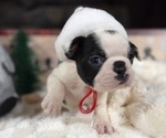 Small Boston Terrier