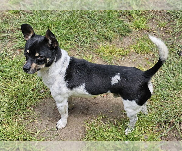 Medium Photo #3 Rat Terrier Puppy For Sale in Olalla, WA, USA
