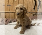 Small #4 Goldendoodle