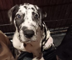 Great Dane Puppy for sale in SIOUX CITY, IA, USA